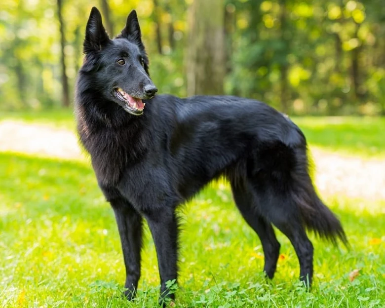 Černý belgický ovčák groenendael na trávě