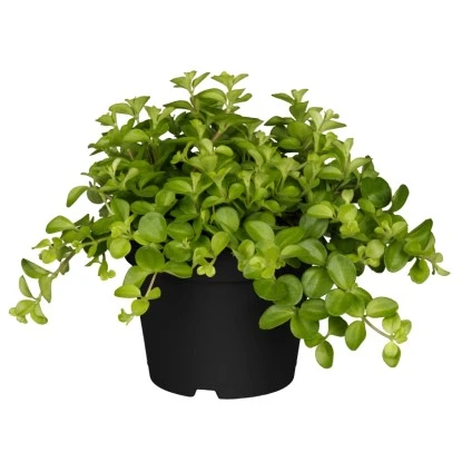 Peperomia rotundifolia v květináči na bílém pozadí