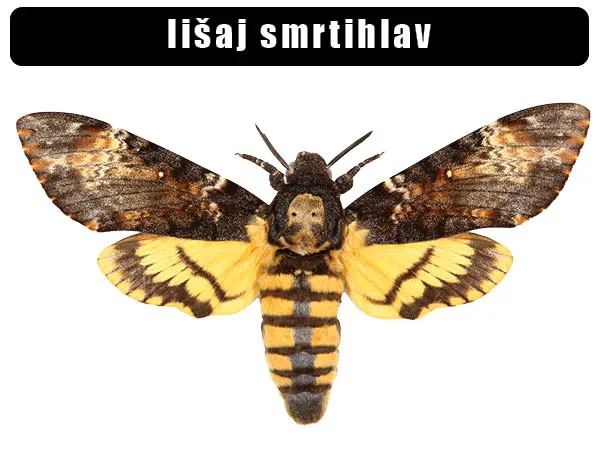 Lišaj smrtihlav s žlutými křídly a černými pruhy