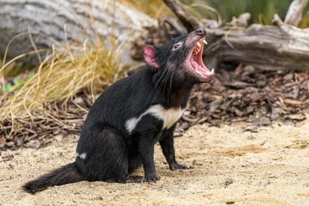 Tasmanijský ďábel sedící na písku s otevřenou tlamou