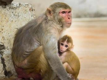 Dospělý makak rhesus s mláďetem sedící u kamene.