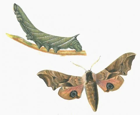 Lišaj paví oko, motýl a jeho larva