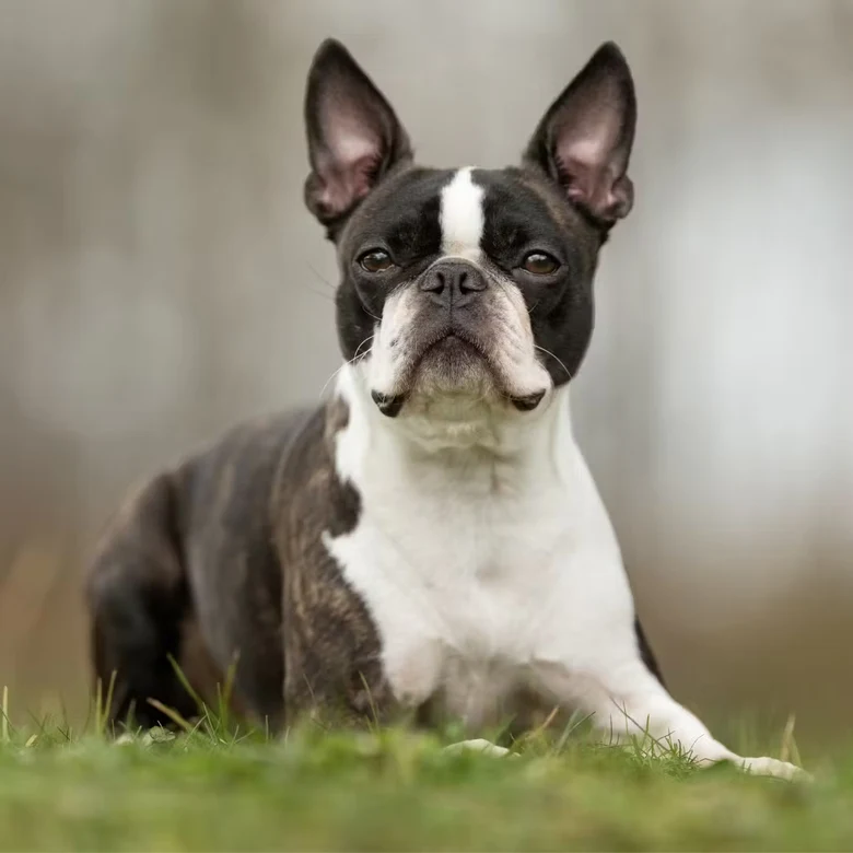 Boston Terrier ležící na trávě, pohled do kamery