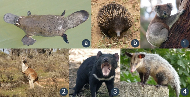 Kolaž s australskými savci: plavounek, jezevec a další druhy.