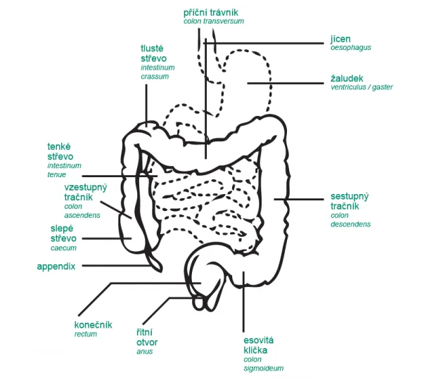 Anatomie člověka s vyznačeným žaludkem
