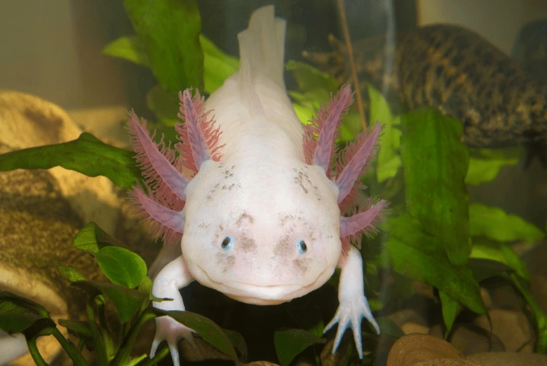 Bílý axolotl s růžovými žábry plaví se mezi rostlinami v akváriu.
