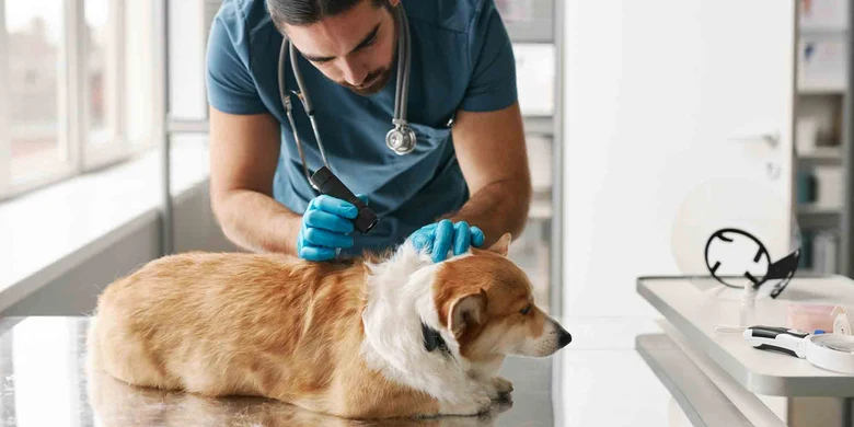 Veterinář vyšetřuje psa v klinice