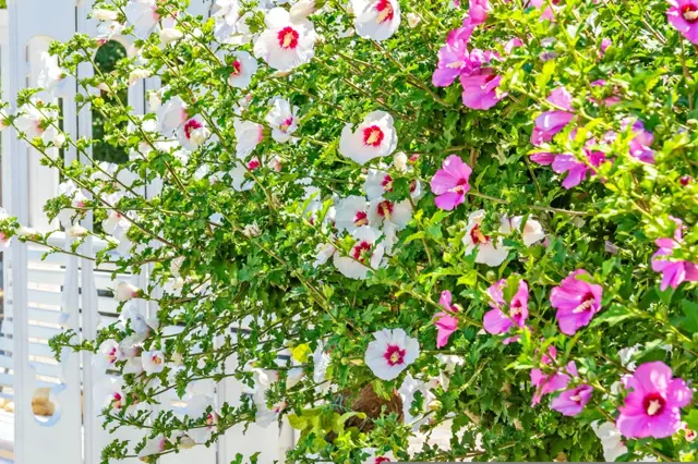 Venkovní květiny v přímém slunci – hibiskus