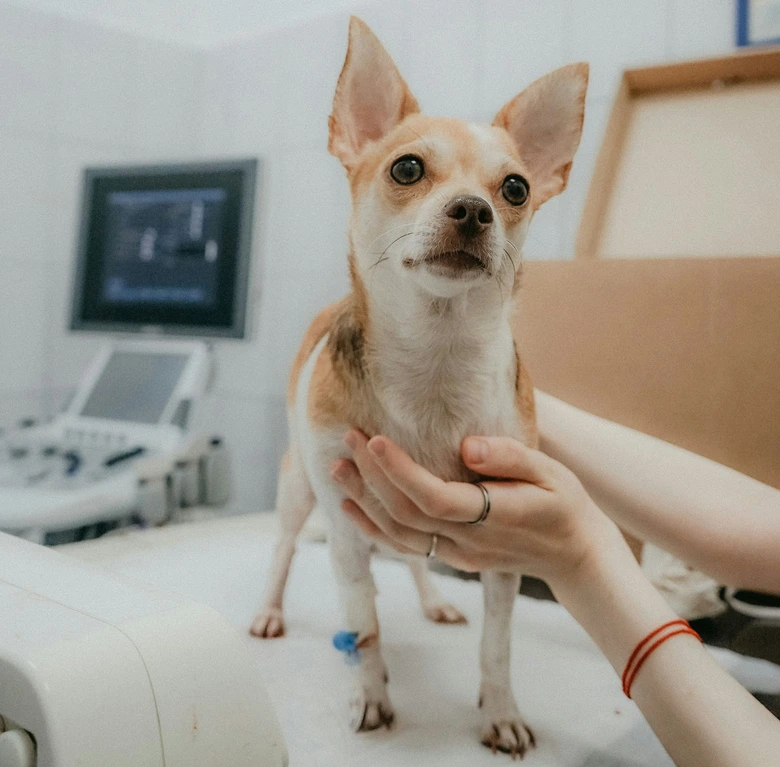 Malý pes v veterinární klinice