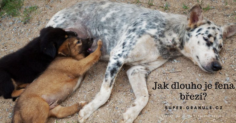 Březí pes s štěňaty kojícími se u něj na zemi.