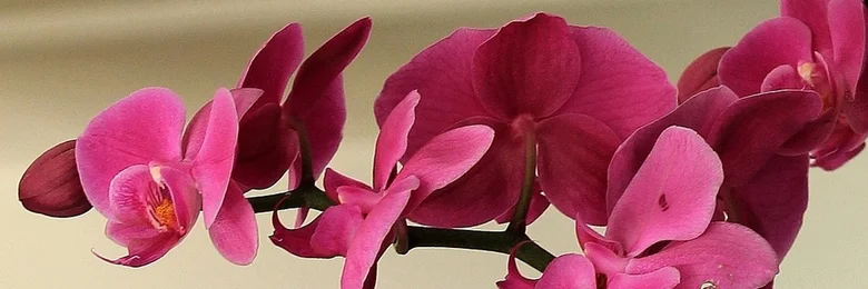 Růžová orchidej v plném květu