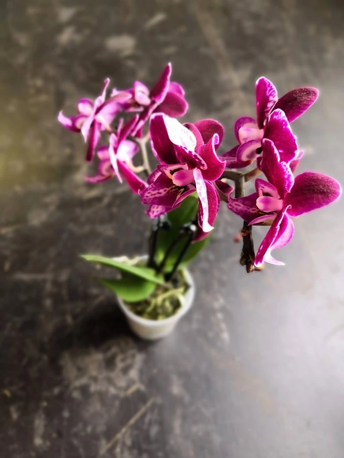 Fialová orchidej v květu na tmavém pozadí.