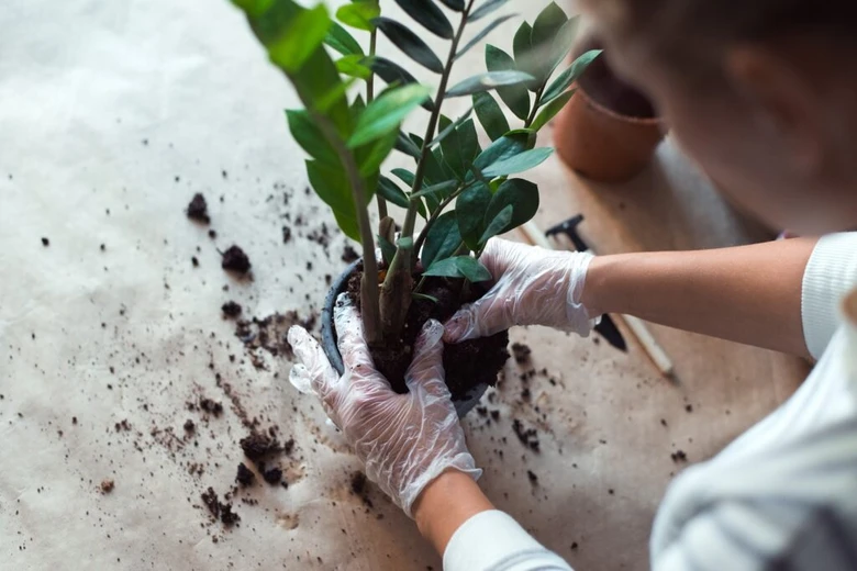 Osoba překládá zamioculcas do nového květináče s rukavicemi.