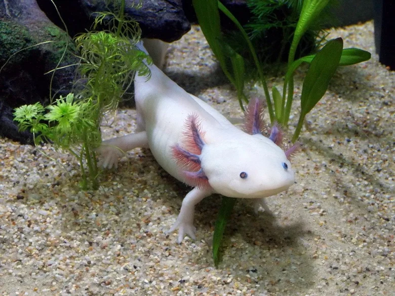 Bílý axolotl plaví se mezi vodními rostlinami v akváriu.