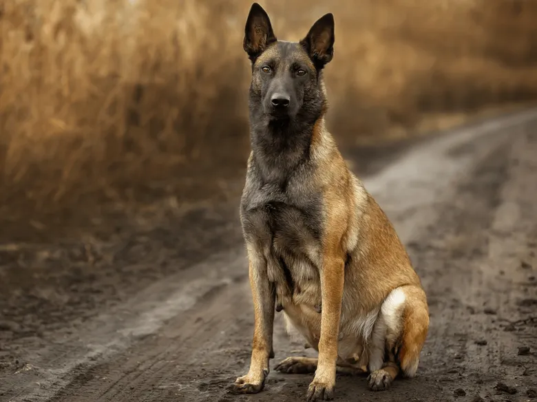 Březá fenka belgického malinova sedící na zemi