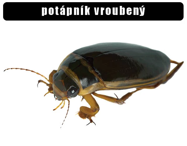Potápník vroubený – vodní brouk s lesklým tělem.