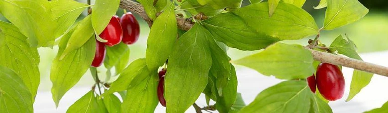 Červené plody Cornus mas na zelených listech.