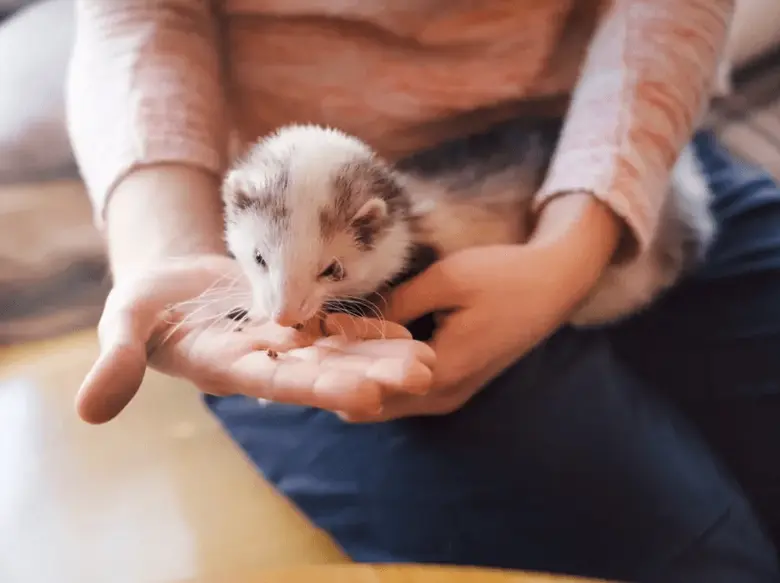Osoba krmit malou fretku z dlaně.