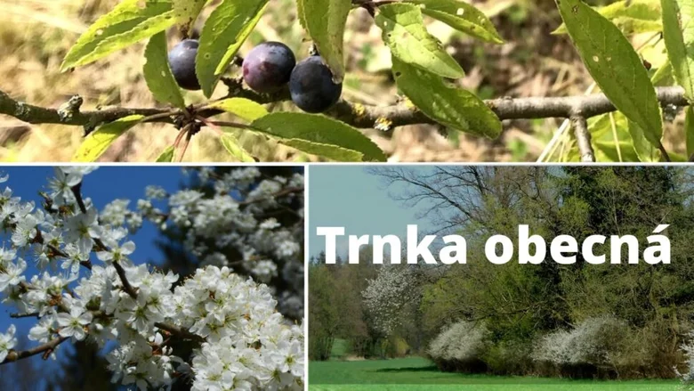 Kolekce fotografií trnky obecné s plody, květy a keřem v parc.