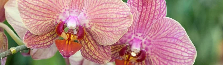 Růžové orchideje pěstované v interiéru s detailním záběrem na květy.