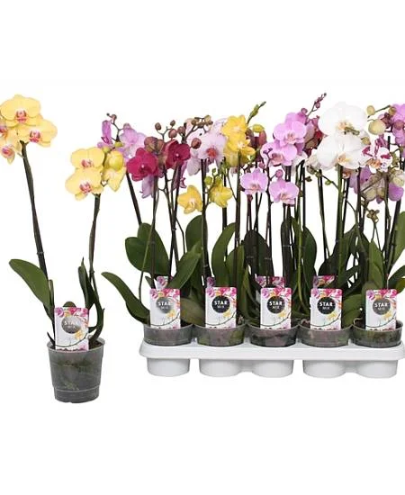 Různobarevné kvetoucí pokojové orchideje v květináčích