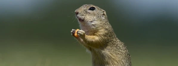 Portrét sysla obecného stojícího na zadních nohách.