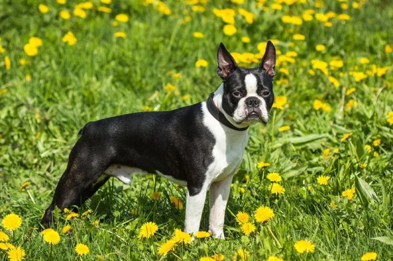Boston Terrier stojí v trávě s žlutými květy