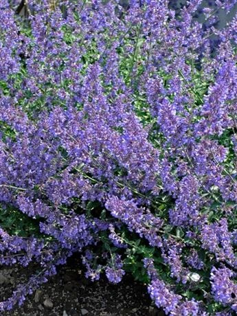 Fialové kvetoucí půdopokryvná rostlina v zahradě