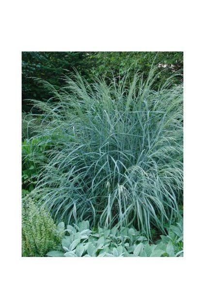 Proso panicum rostoucí v zahradě s jinými rostlinami.