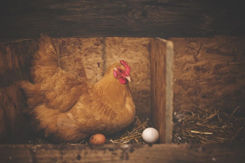 Hnědá slepice sedí v dřevěném hnízdě s vejci.
