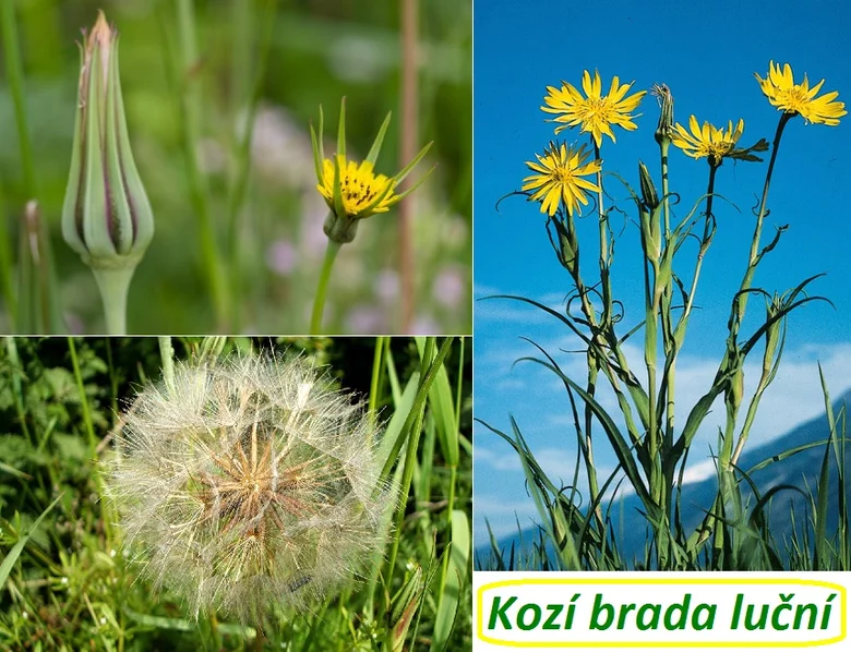 Různé fáze květu a plodu rostliny kozí brady luční.