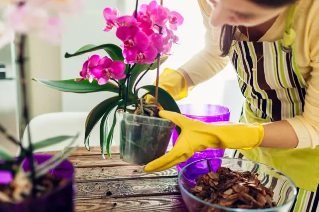 Žena pěstuje fialovou orchidej v květináči.