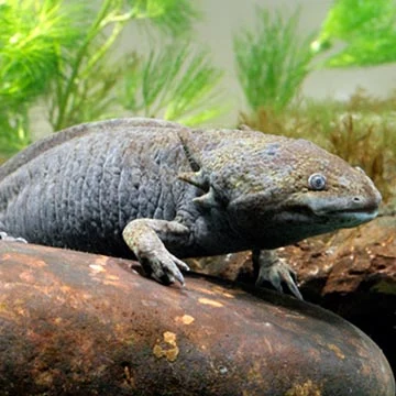 Axolotl v akváriu s rostlinami na kamenu