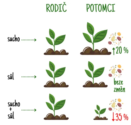 Infografika o vlivu sucha a soli na potomstvo rostlin