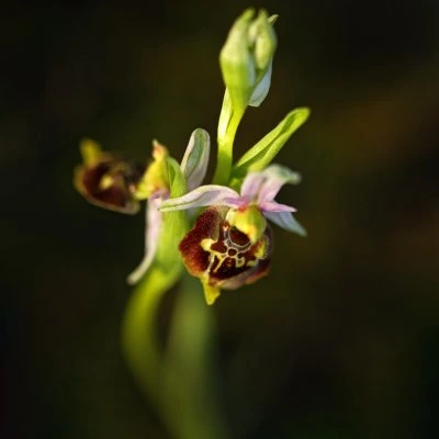 Detailní záběr na kvetoucí orchidej s tmavým vzorem.