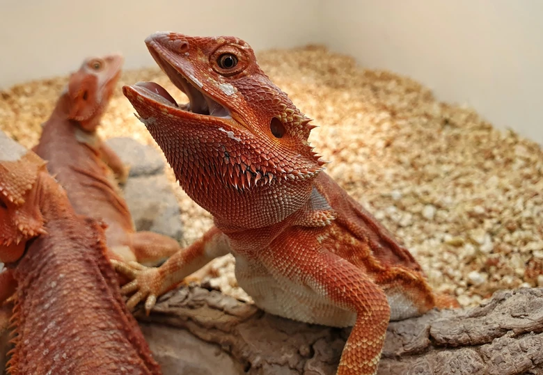 Ještěrka živorodá s otevřenou tlamou v terárii