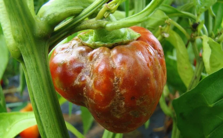 Paprika s chorobou na povrchu