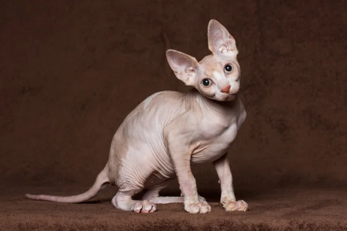 Portrétní fotografie kanadského sphynxa sedícího na hnědé ploše.