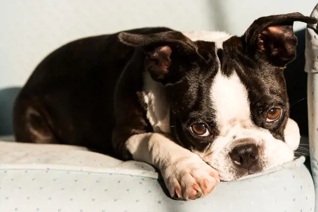 Příjemný černobílý pes Boston Terrier na pohovce