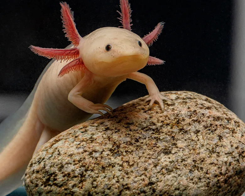 Bílý axolotl sedící na kamenu v akváriu.