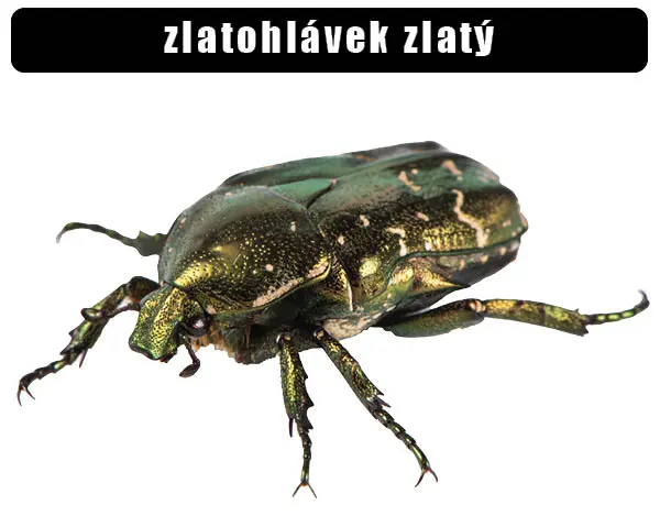 Zlatohlávek zlatý - lesklý brouk s zeleno-zlatým tělem.