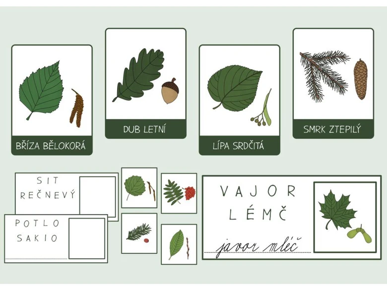 Ilustrace listů různých druhů stromů s českými názvy.