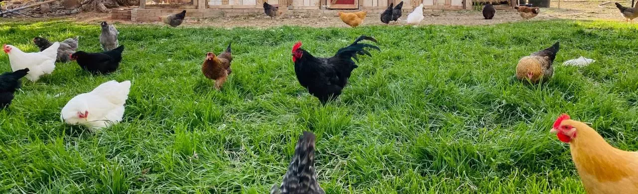 Kurata volně se pohybující na trávníku u dřevěného kurníka.