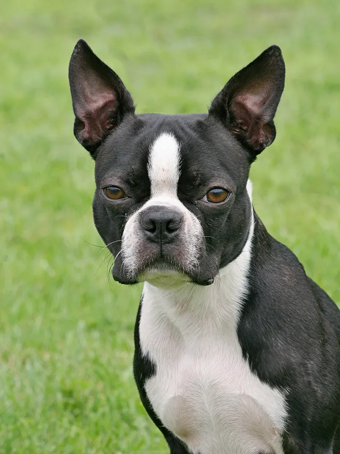 Boston Terrier sedící na trávě, pohled do kamery