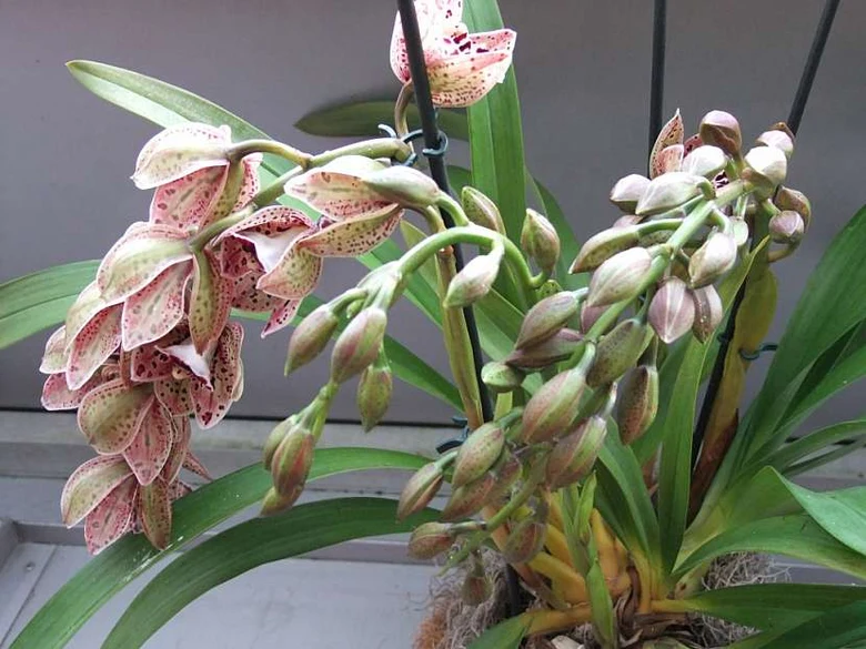 Květoucí pokojová orchidej s květy a pupeny