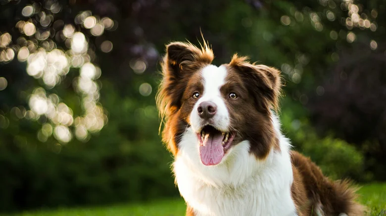 Šťastný pes Border Collie venku na trávě