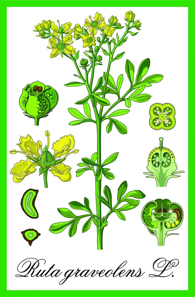 Botanická ilustrace rostliny ruta vonná s květy a listy