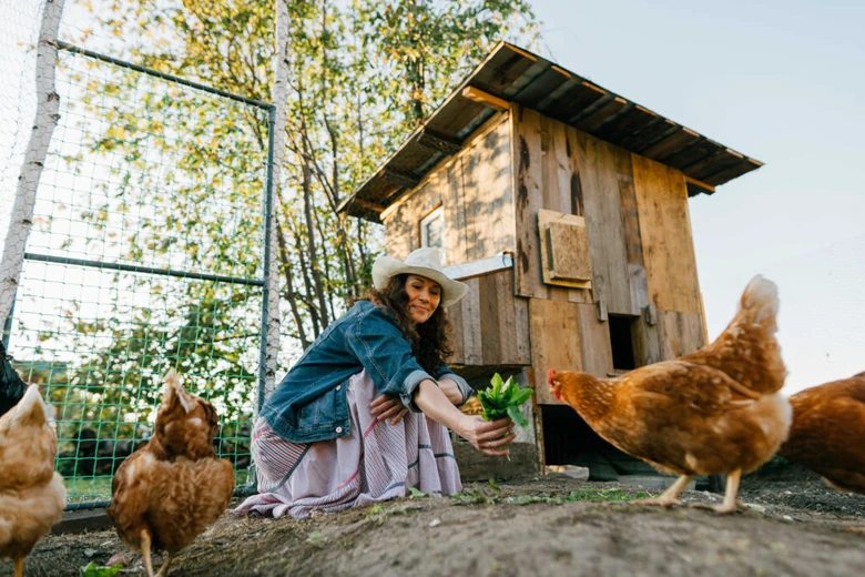 Žena krmit kuřata u dřevěného kurníku venku.