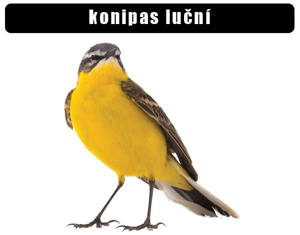 Konipas luční - žlutý pták s tmavým hřbetem a bílými pruhy.