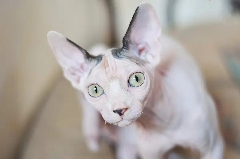 Portrét kanadského sphynxa s velkýma zelenýma očima.